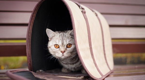 Las 10 mejores bolsas de transporte para mascotas