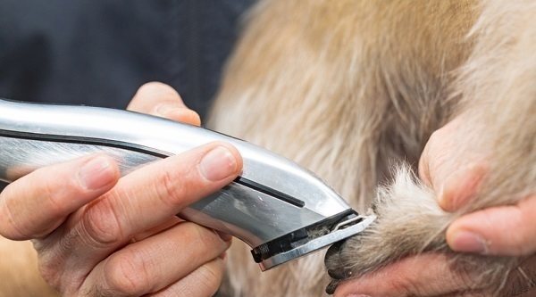 Máquinas cortapelos para mascotas: Guía de compra