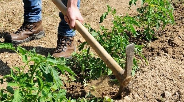 Los mejores picos para jardinería del mercado