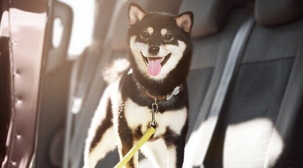 Los mejores cinturones de seguridad para llevar el perro en el coche