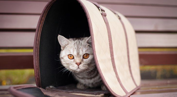 Las 10 mejores bolsas de transporte para mascotas