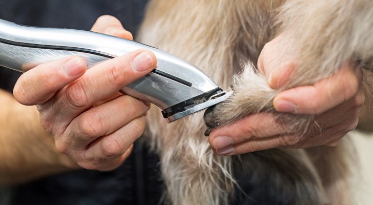 Máquinas cortapelos para mascotas: Guía de compra