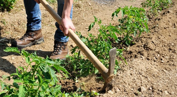 Los mejores picos para jardinería del mercado