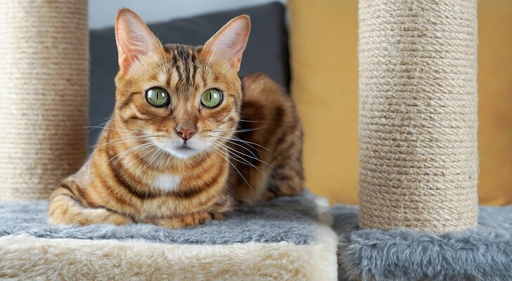 Los mejores árboles rascadores para gatos con plataformas, refugios y más