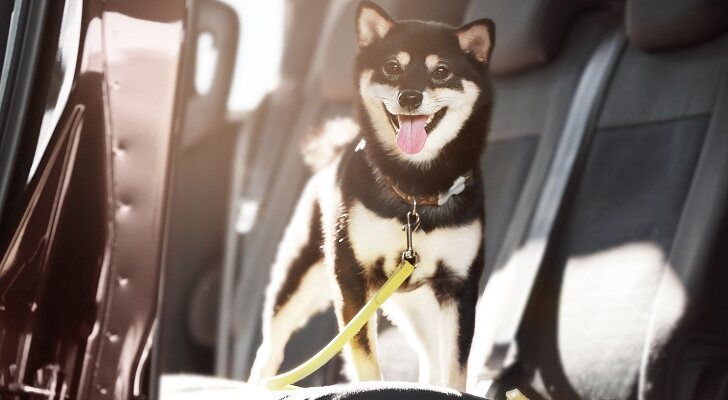 Los mejores cinturones de seguridad para llevar el perro en el coche